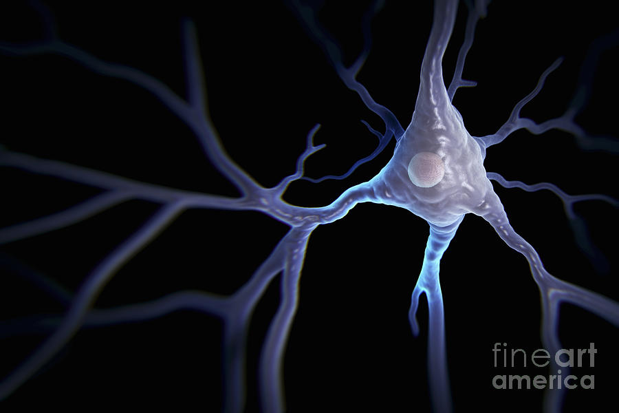 Pyramidal Neuron #7 Photograph by Science Picture Co