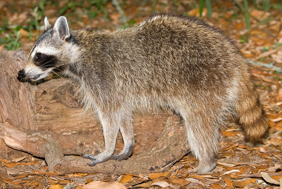 Raccoon Procyon Lotor Adult Foraging #7 Photograph by Millard H. Sharp
