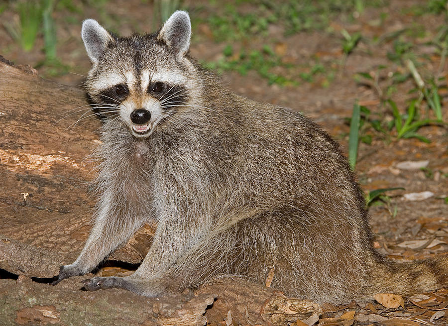 Wildlife Photograph - Raccoon Procyon Lotor #7 by Millard H. Sharp