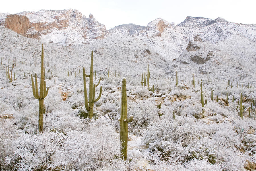 Rare Desert Snow On Saguaro Cactus #7 Photograph by Craig K. Lorenz