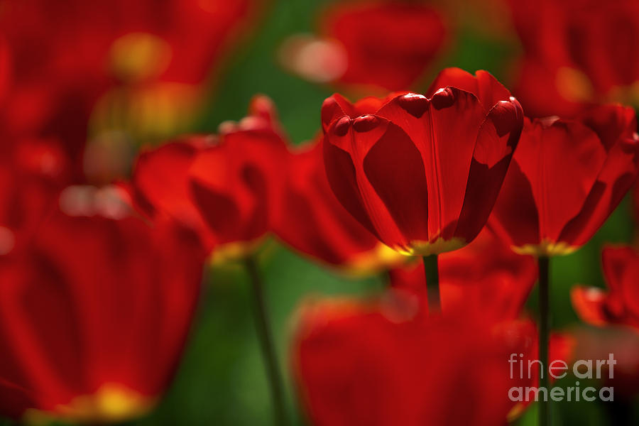 Tulip Photograph - Red and Yellow Tulips #7 by Nailia Schwarz