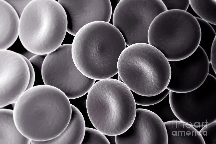 Red Blood Cells #7 Photograph by Science Picture Co