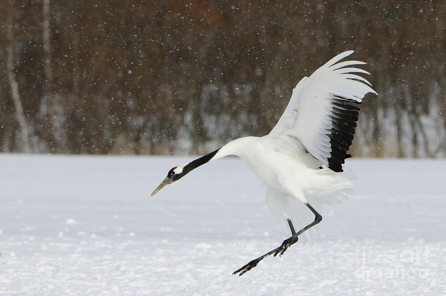 Red-crowned Cranes #7 Photograph by John Shaw
