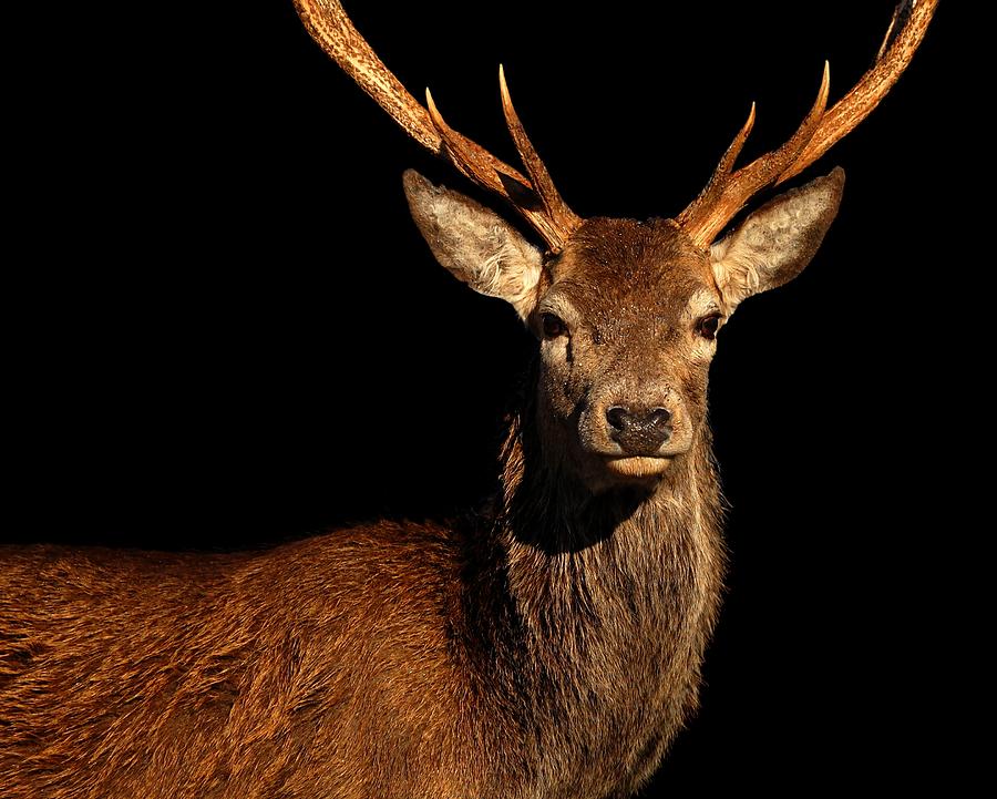 Red deer stag #7 Photograph by Gavin Macrae
