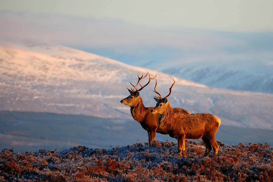 Red deer stags #7 Photograph by Gavin Macrae
