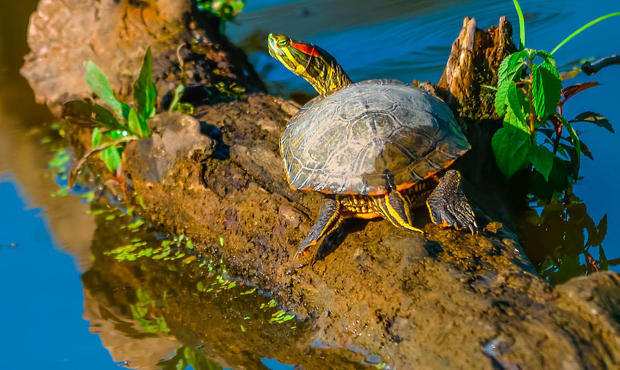 Nature Photograph - Red Eared Slider #7 by Brian Stevens