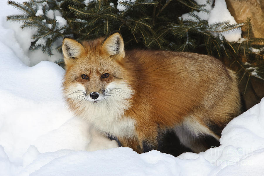 Red Fox #12 Photograph by John Shaw