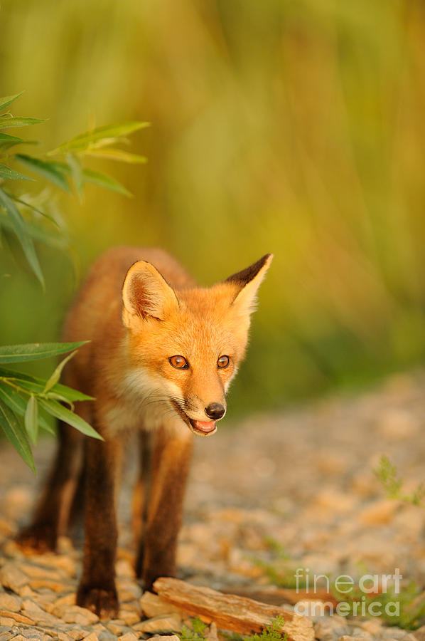 Fox Photograph - Red Fox #7 by Scott Linstead