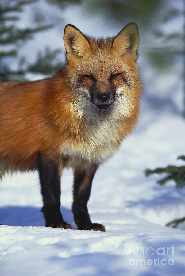 Red Fox Vulpes Vulpes #7 Photograph by Art Wolfe