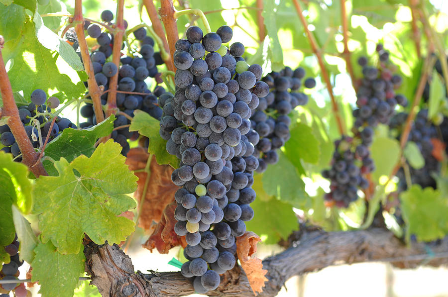 Nature Photograph - Red Grapes on the Vine #7 by Brandon Bourdages