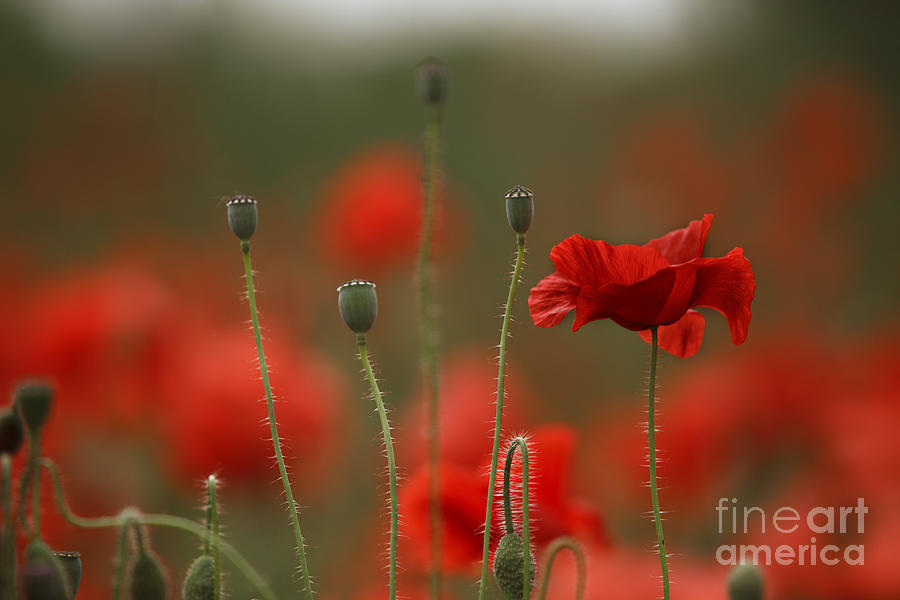 Poppy Photograph - Red #7 by Nailia Schwarz