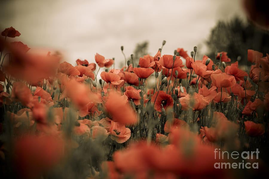 Red Poppy Flowers Photograph