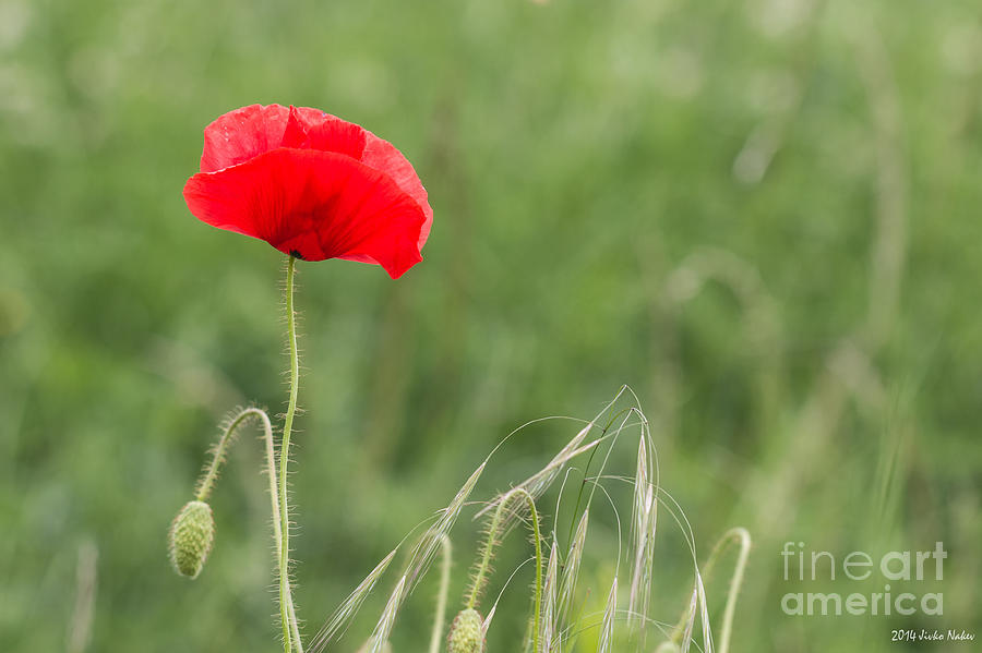 Red poppy #7 Photograph by Jivko Nakev