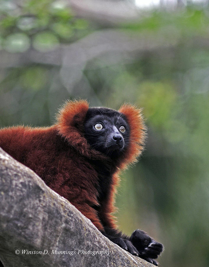 Red Ruffed Lemur #7 Photograph by Winston D Munnings
