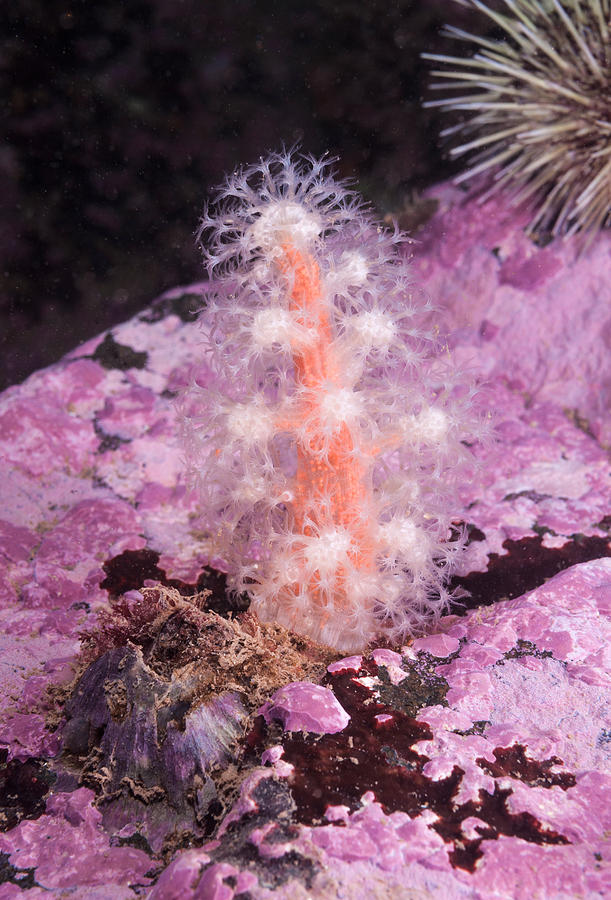 Red Soft Coral #7 Photograph by Andrew J. Martinez