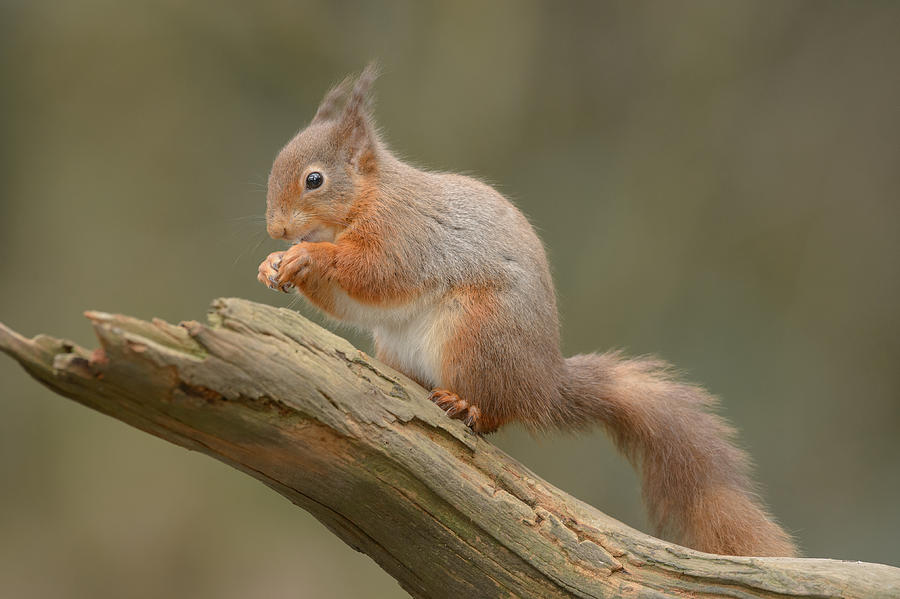 Red Squirrel #7 Photograph by Andy Astbury