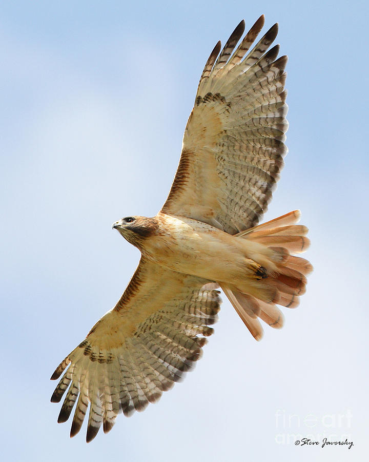 Red Tail Hawk #7 Photograph by Steve Javorsky