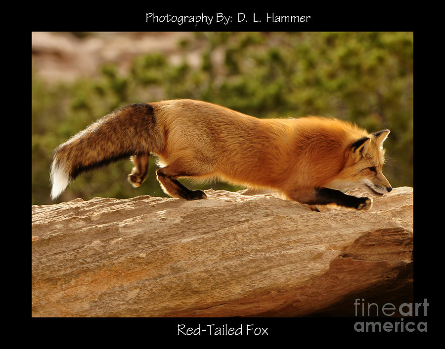Red-Tailed Fox #7 Photograph by Dennis Hammer