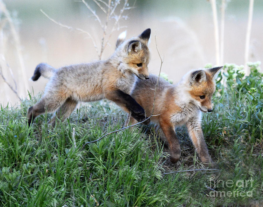 Red-tailed Fox Kits #5 Photograph by Dennis Hammer