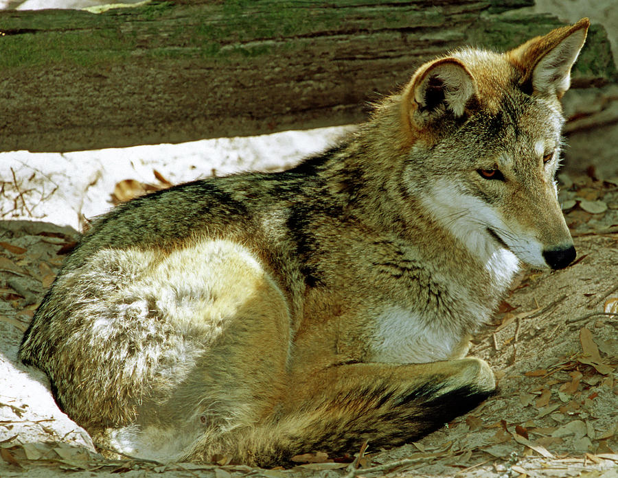 Red Wolf #7 Photograph by Millard H. Sharp