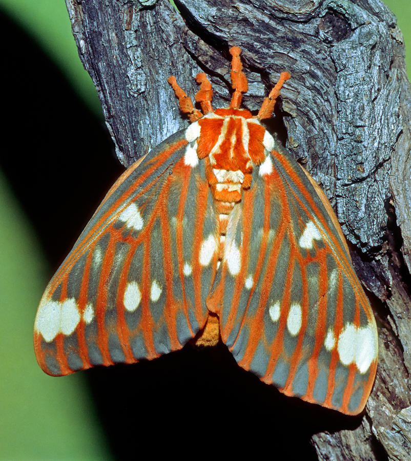 Regal Moth Photograph by Millard H. Sharp | Fine Art America