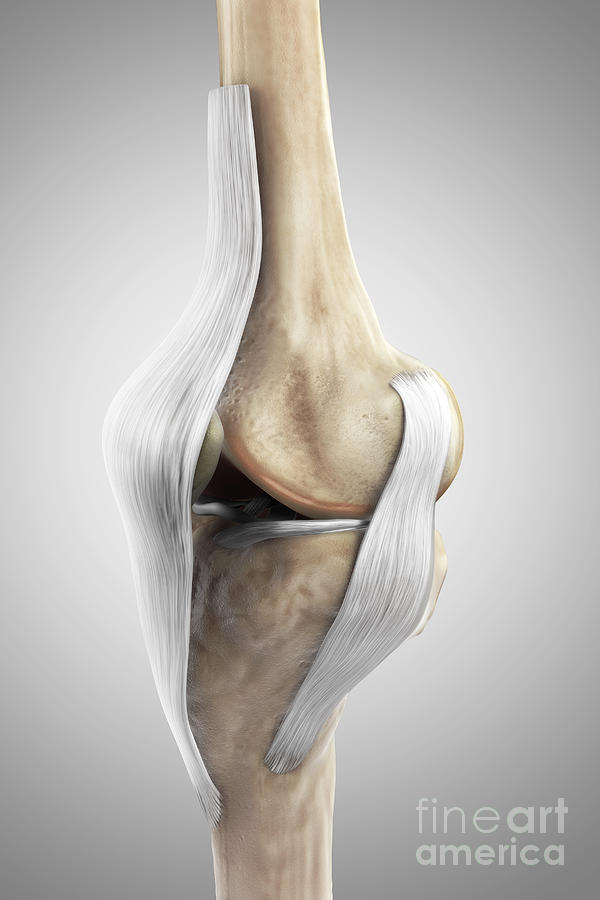Right Knee Ligaments #7 Photograph by Science Picture Co