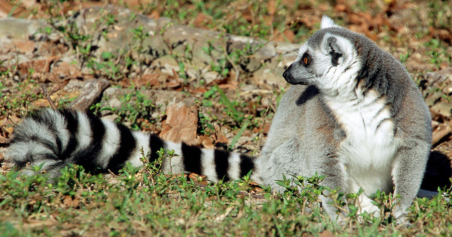 Ring-tailed Lemur Lemur Catta #7 Photograph by Millard H. Sharp