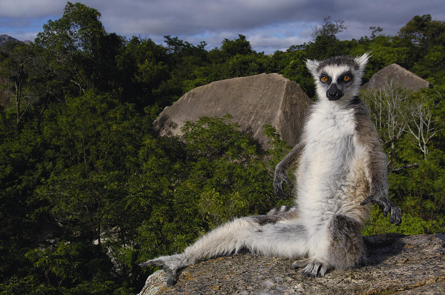 Ring-tailed Lemur Madagascar #7 Photograph by Pete Oxford