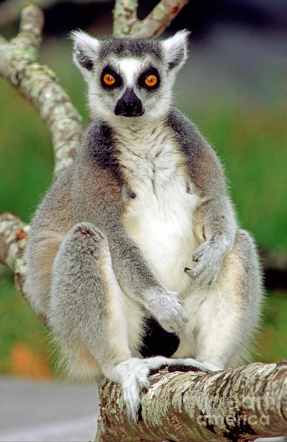 Ring Tailed Lemur #7 Photograph by Millard H. Sharp