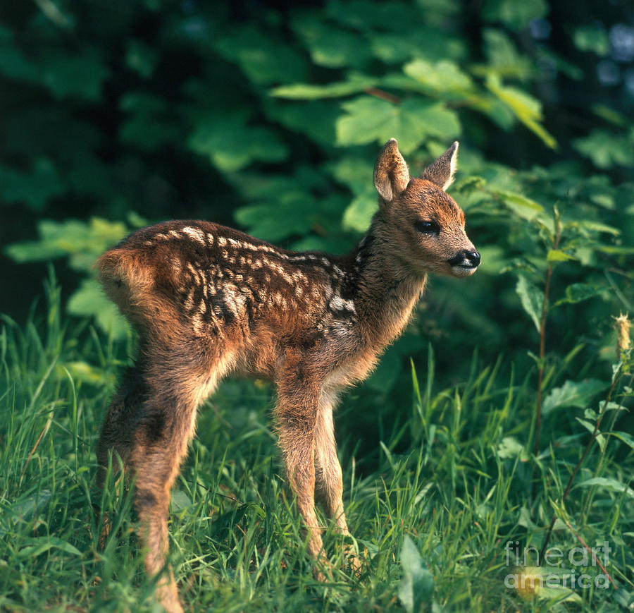 Roe Deer #7 Photograph by Hans Reinhard