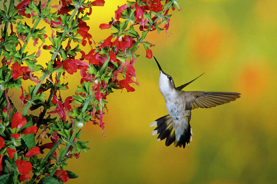 Ruby-throated Hummingbird (archilochus Photograph by Richard and Susan ...