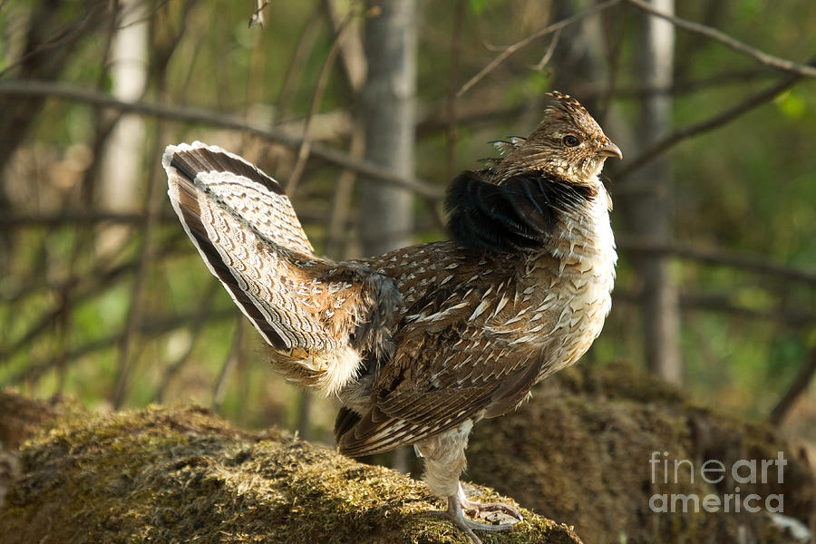Ruffed Grouse Courtship Display #7 Photograph by Linda Freshwaters Arndt