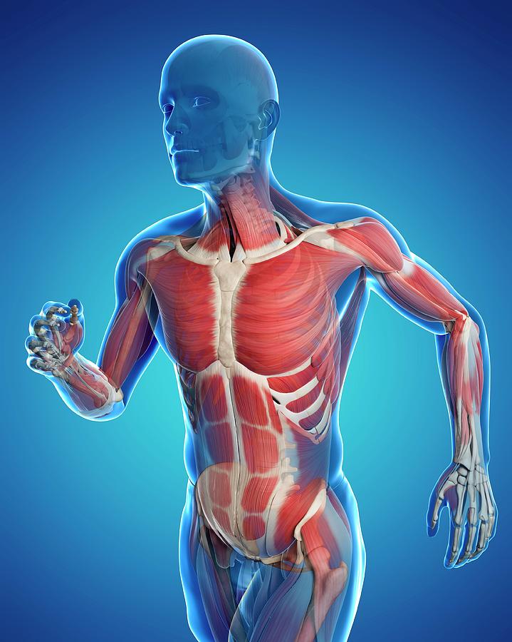 Runner Muscles Photograph by Sciepro/science Photo Library - Pixels