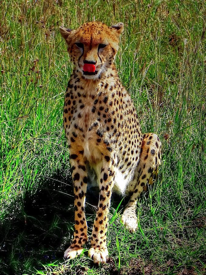 Safari in Kenya Africa #7 Photograph by Paul James Bannerman
