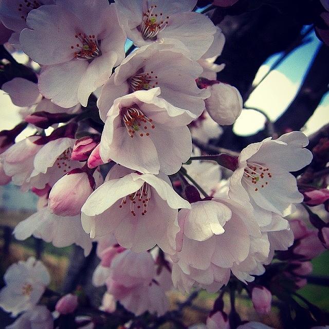 Nature Photograph - #sakura #cherry #blossoms #7 by Yukiko Nobeno