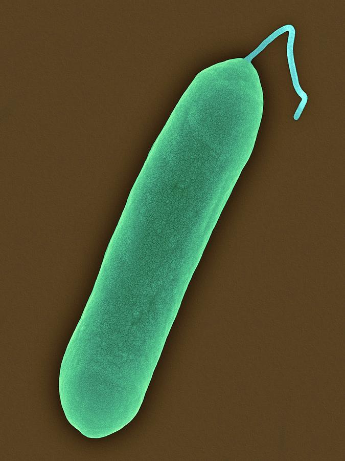 Animal Photograph - Salmonella Enteritidis #7 by Dennis Kunkel Microscopy/science Photo Library