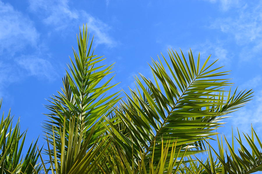 Sanibel Palms #7 Photograph by Curtis Krusie