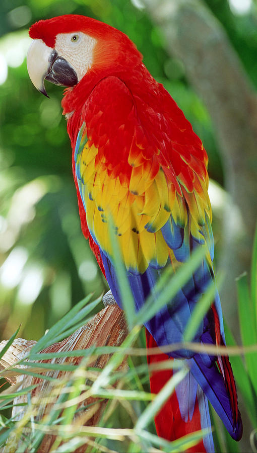 Scarlet Macaw #7 Photograph by Millard H. Sharp