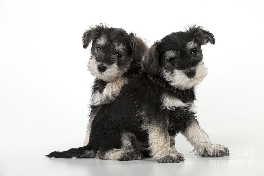 Schnauzer Puppy Dogs #7 Photograph by John Daniels