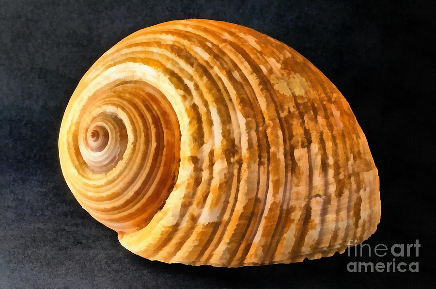 Still Life Painting - Sea shell #6 by George Atsametakis
