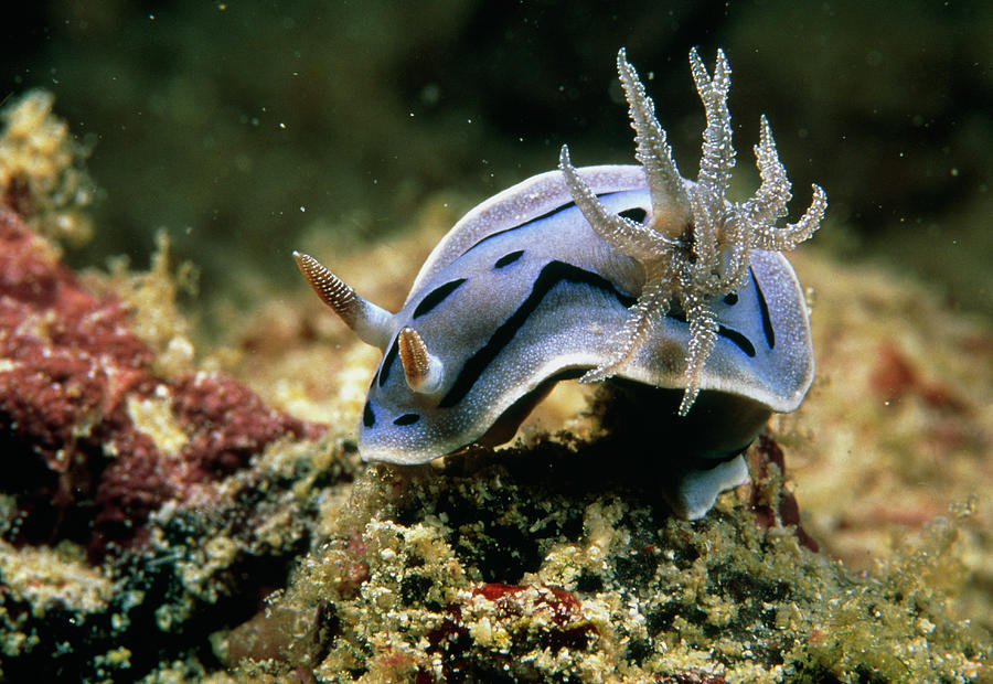 Sea Slug #7 Photograph by Science Photo Library Sea Slug #7 Photograph by Science Photo Library