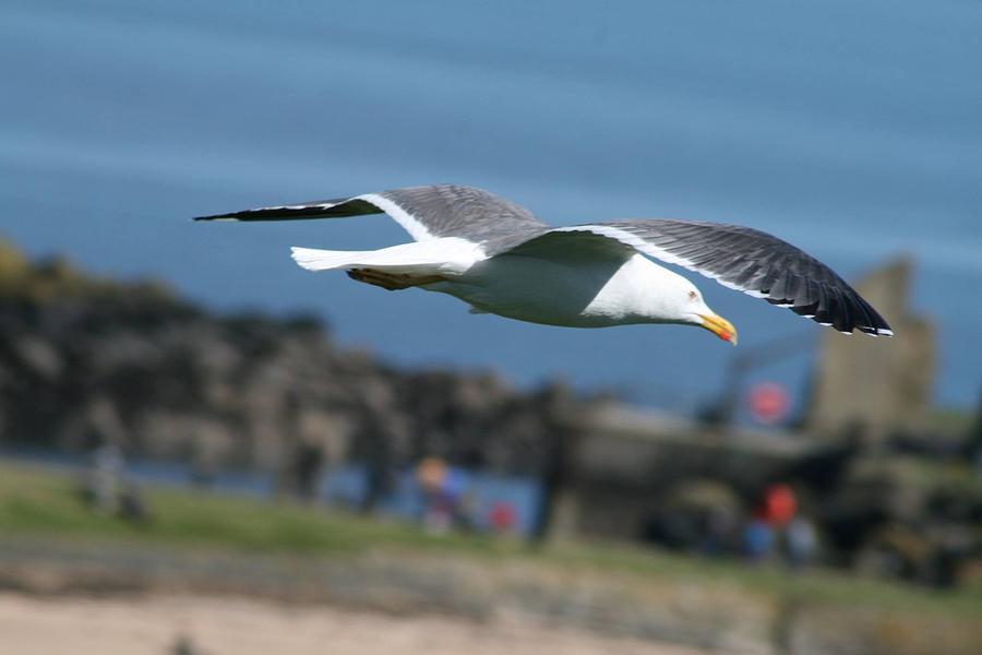 Seagull Pyrography - Inchcolm Island #6 by Arif Cakmak