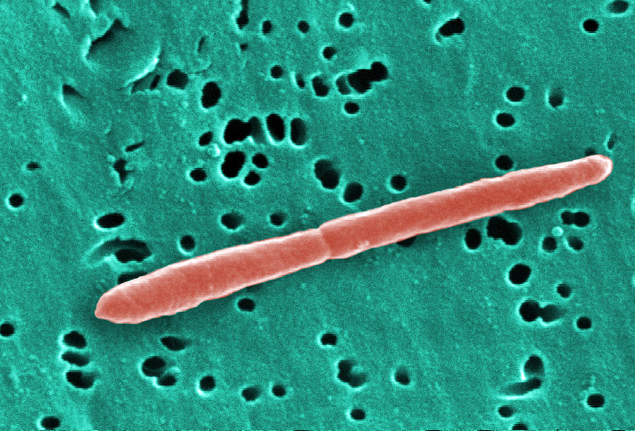 Sebaldella Termitidis Bacteria #7 Photograph by Science Source