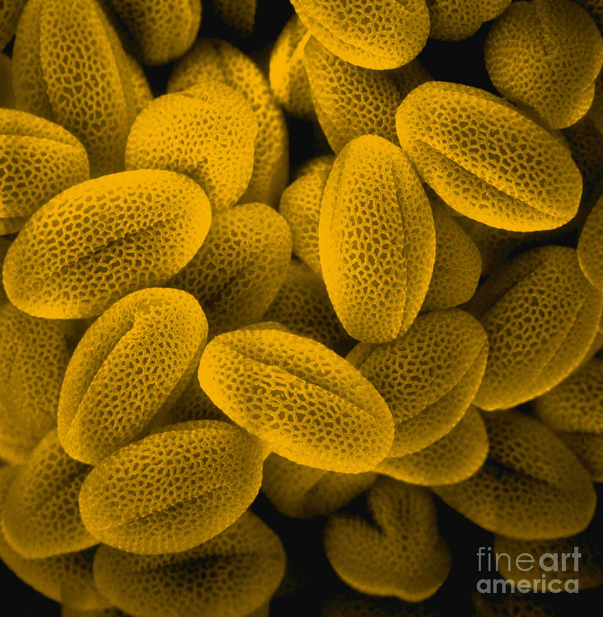 Sem Of Grass Pollen #7 Photograph by David M. Phillips