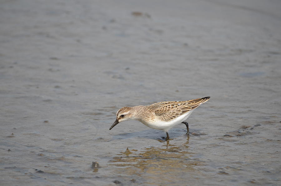 Semipalmated Sandpiper #7 Photograph by James Petersen