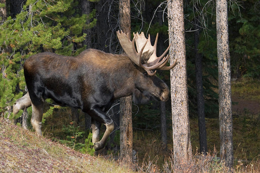 Jasper National Park Photograph - Shiras Bull Moose #7 by Ken Archer