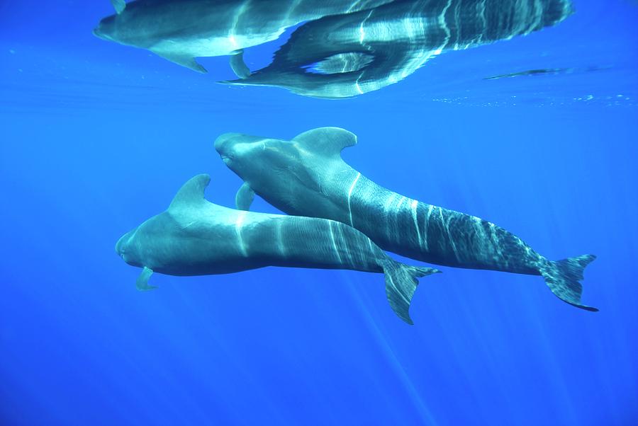 Animal Photograph - Short-finned Pilot Whales #7 by Christopher Swann/science Photo Library