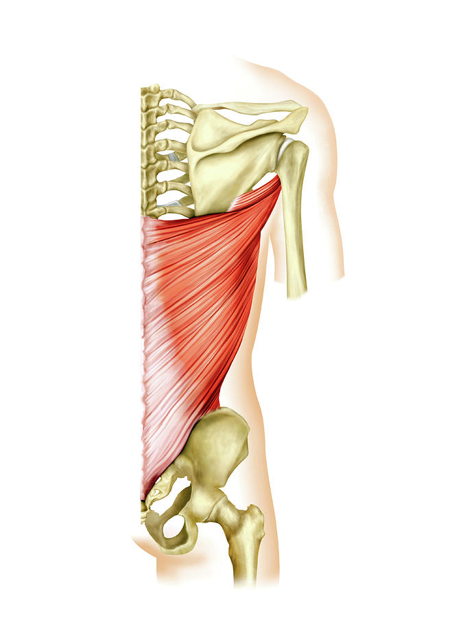 Shoulder Muscles Photograph by Asklepios Medical Atlas