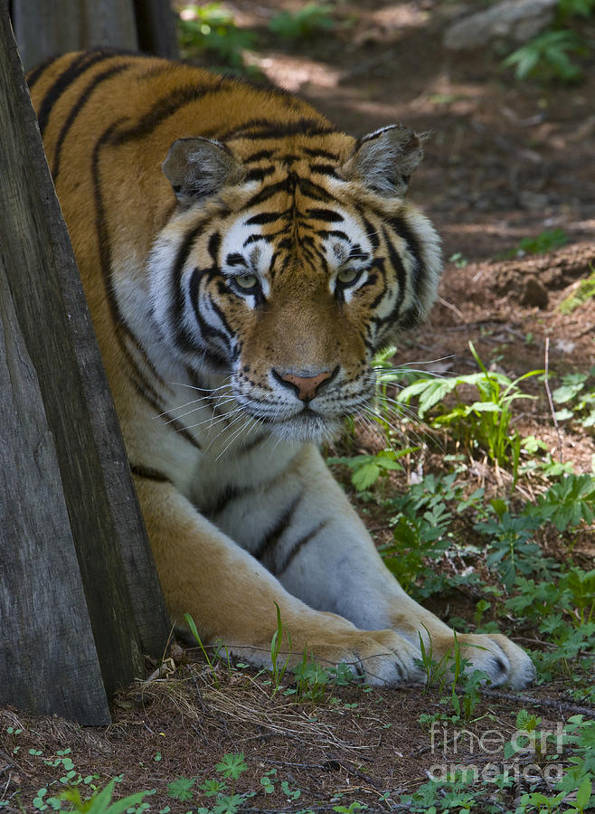 Siberian Tiger, China #7 Photograph by John Shaw