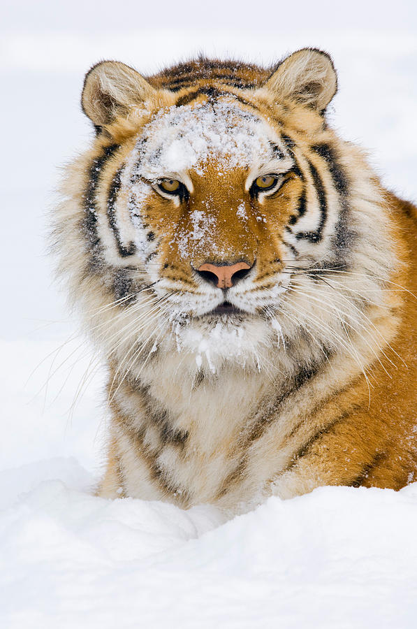 Siberian Tiger Photograph By Thomas And Pat Leeson Fine Art America 